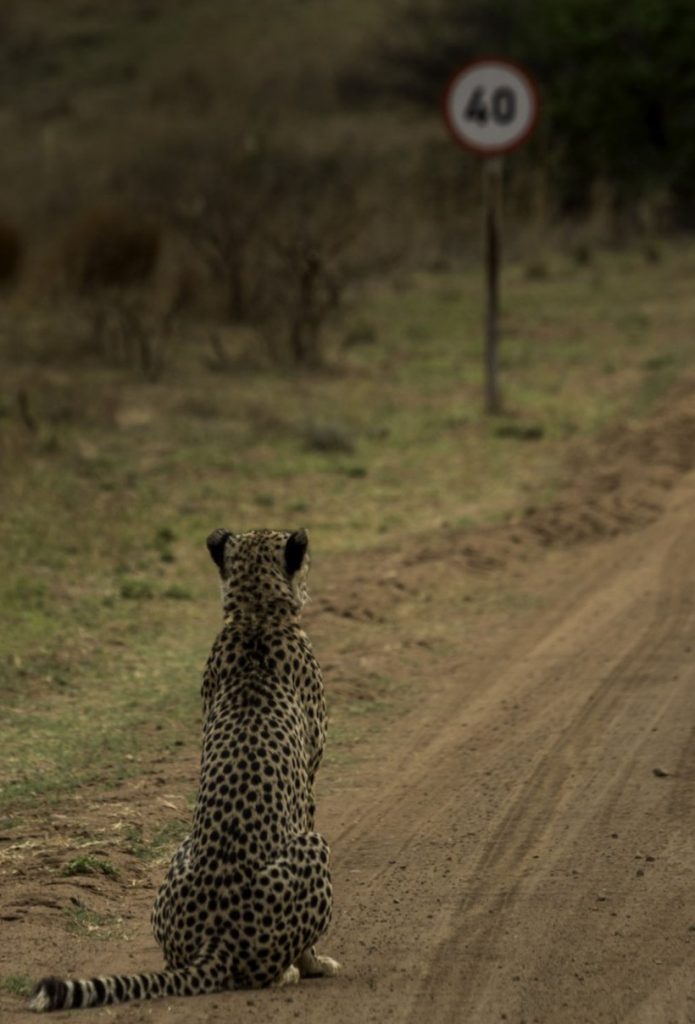 photo insolite 2016 cheetah